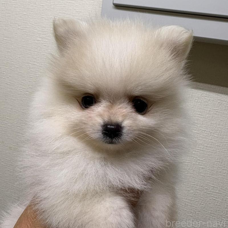 販売中の千葉県のポメラニアン-437102の1枚目