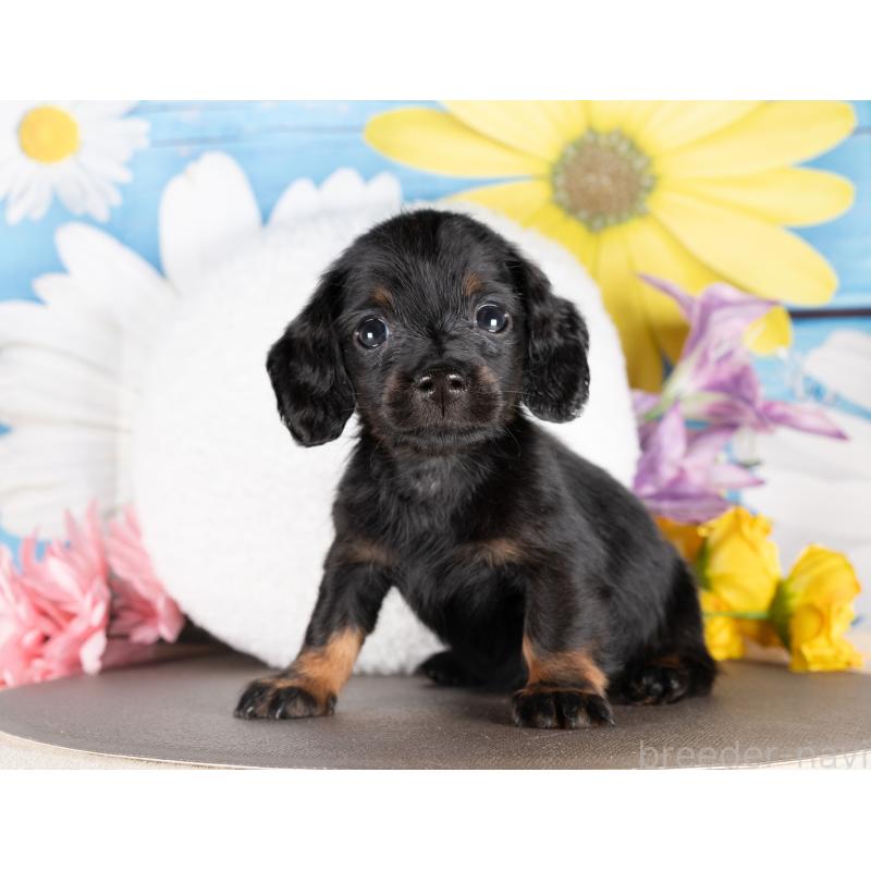 販売中の愛知県のミニチュアダックスフンド(ロングヘアード)-437104の5枚目