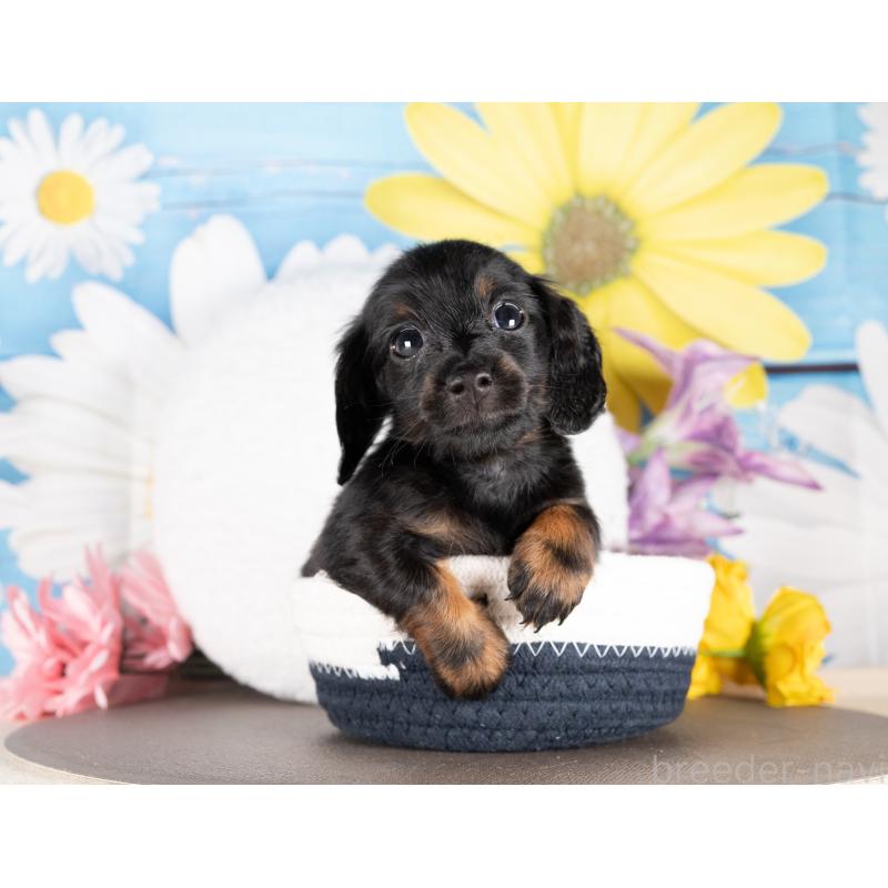 販売中の愛知県のミニチュアダックスフンド(ロングヘアード)-437104の4枚目