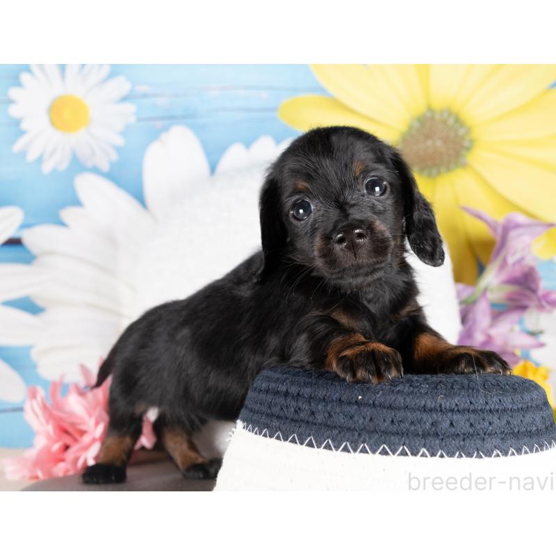 販売中の愛知県のミニチュアダックスフンド(ロングヘアード)-437104の3枚目