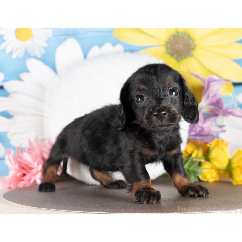 販売中の愛知県のミニチュアダックスフンド(ロングヘアード)-437104の2枚目