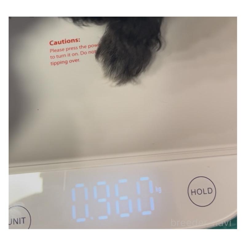 成約済の埼玉県のチワプー:チワワ×トイプードル-425759の8枚目