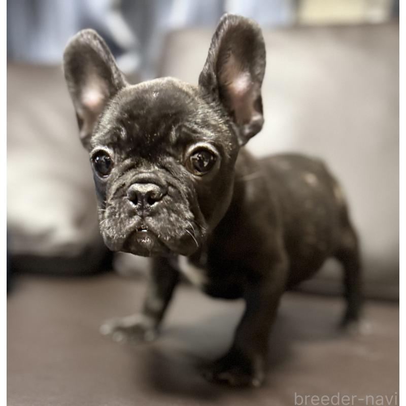 販売中の奈良県のフレンチブルドッグ-437107の5枚目