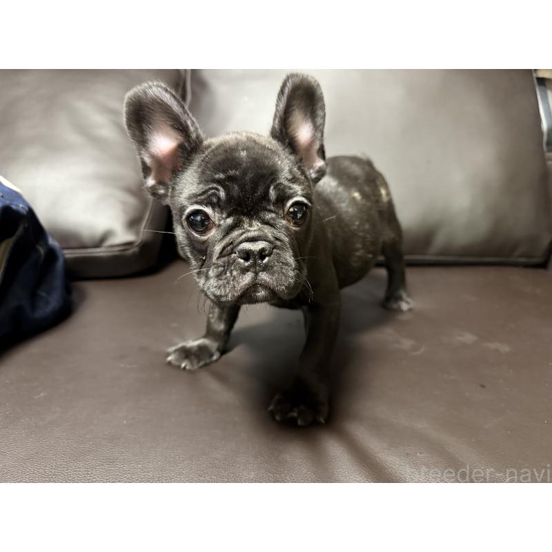 販売中の奈良県のフレンチブルドッグ-437107の4枚目