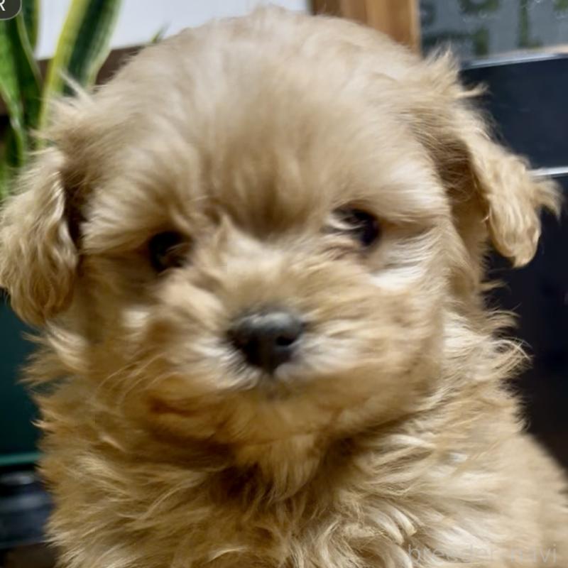 販売中の東京都のポメプー:ポメラニアン×トイプードル-432267