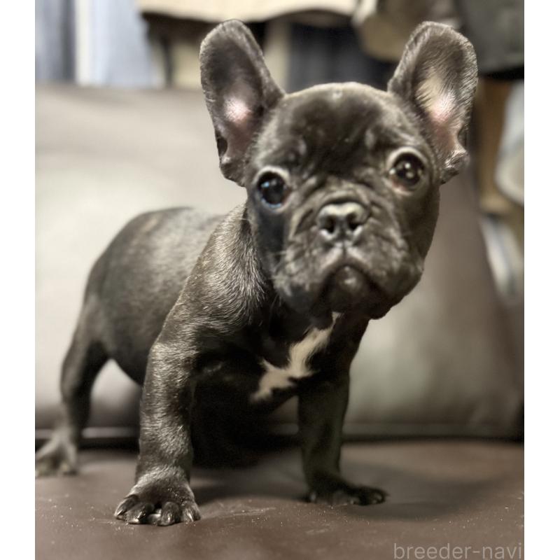 販売中の奈良県のフレンチブルドッグ-437107の3枚目