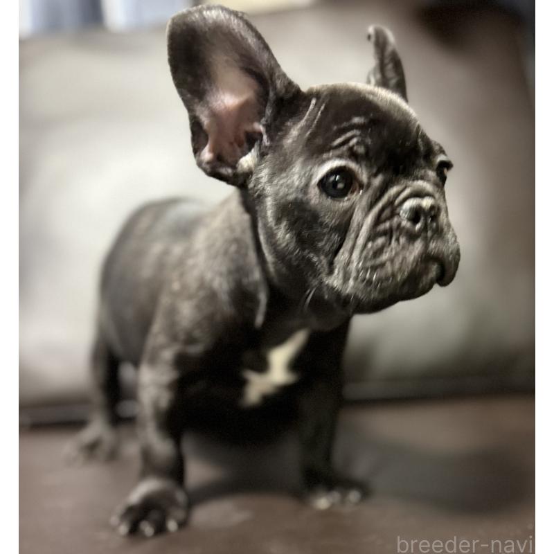 販売中の奈良県のフレンチブルドッグ-437107の2枚目