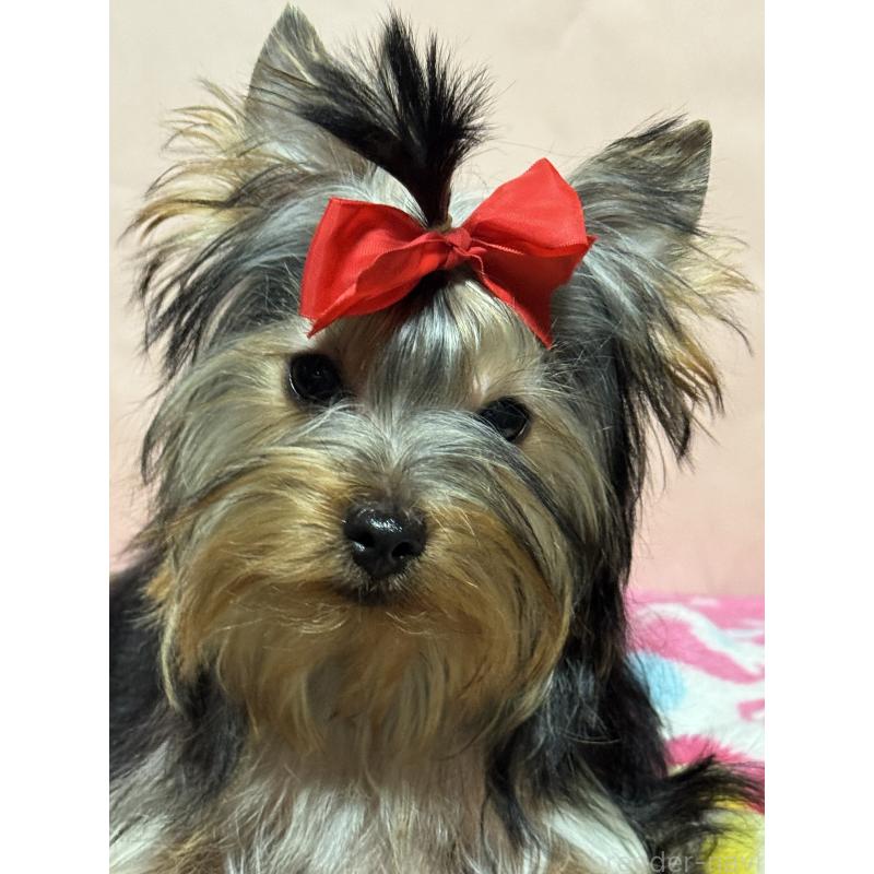 商談中の広島県のヨークシャーテリア-414910