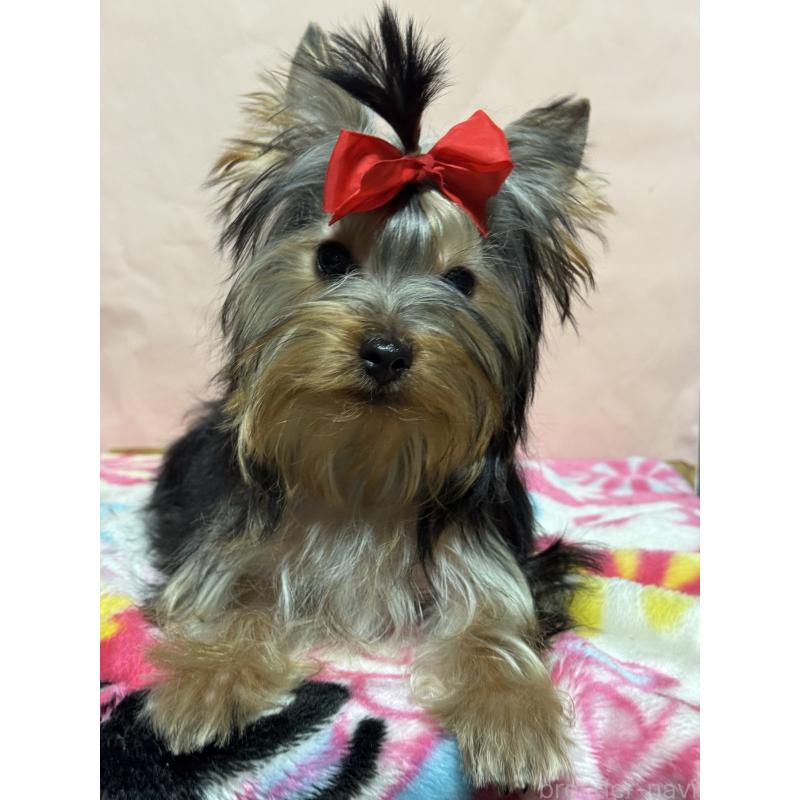 商談中の広島県のヨークシャーテリア-414910の3枚目