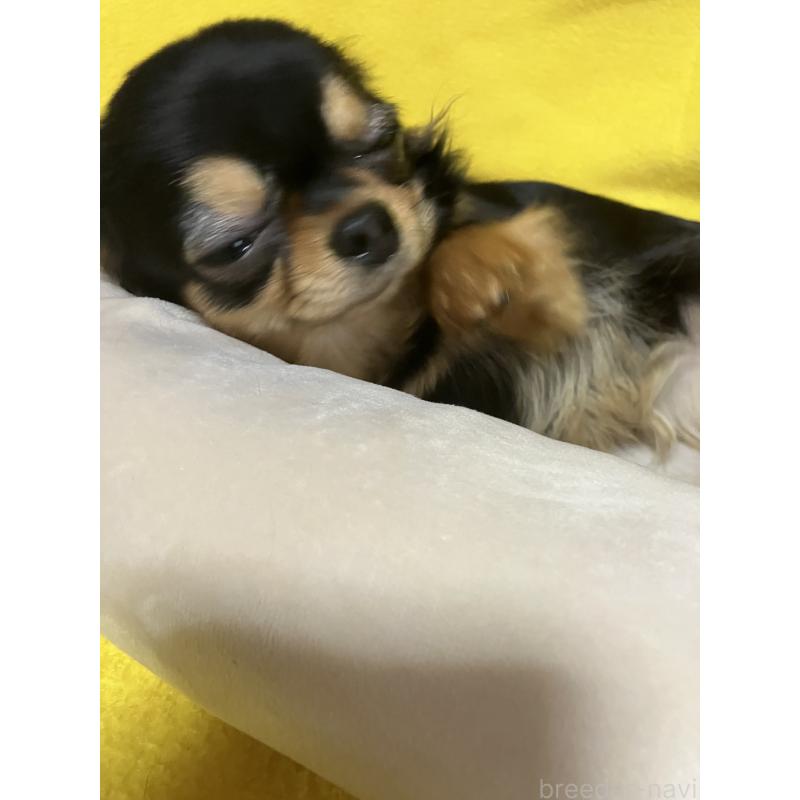 販売中の埼玉県のチワワ(ロングコート)-392194の3枚目