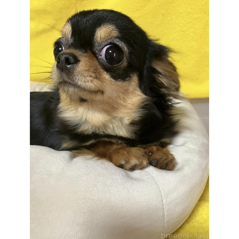 販売中の埼玉県のチワワ(ロングコート)-392194の2枚目