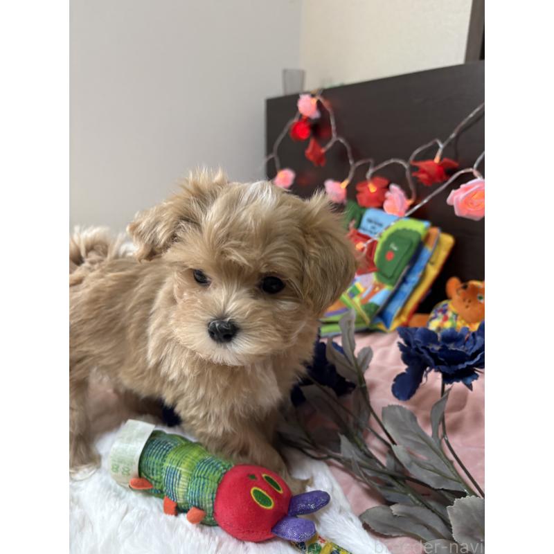 販売中の熊本県のミックス犬-425308の7枚目