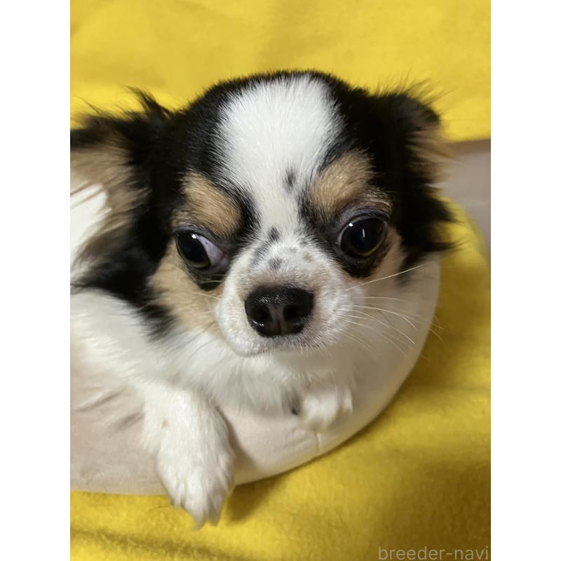 成約済の埼玉県のチワワ(ロングコート)-392193の1枚目