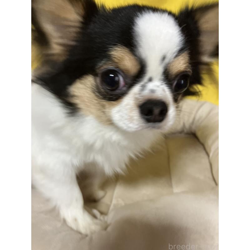 成約済の埼玉県のチワワ(ロングコート)-392193の3枚目