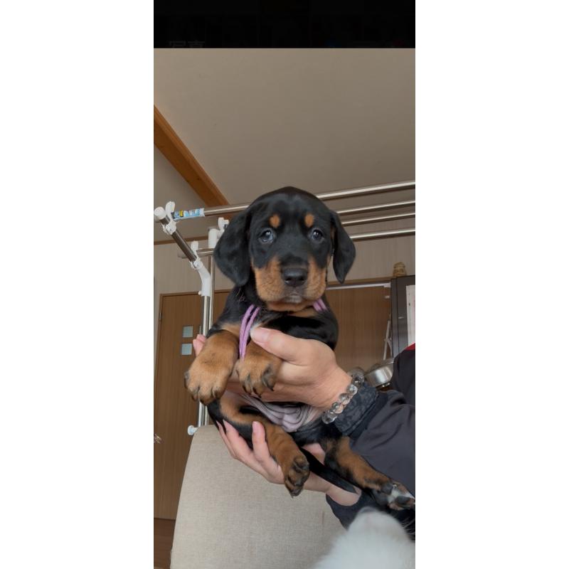 販売中の佐賀県のミックス犬-437110の4枚目