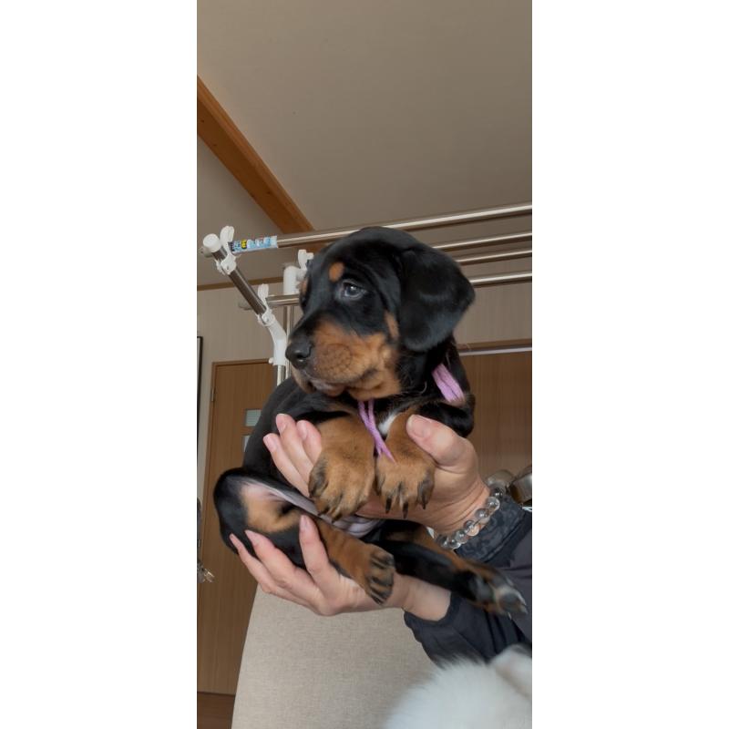 販売中の佐賀県のミックス犬-437110の3枚目