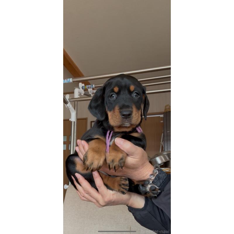 販売中の佐賀県のミックス犬-437110の2枚目