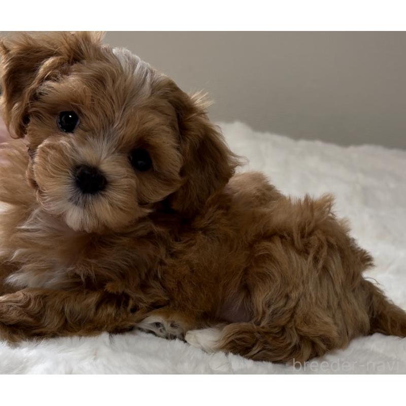 成約済の熊本県のミックス犬-425307の9枚目