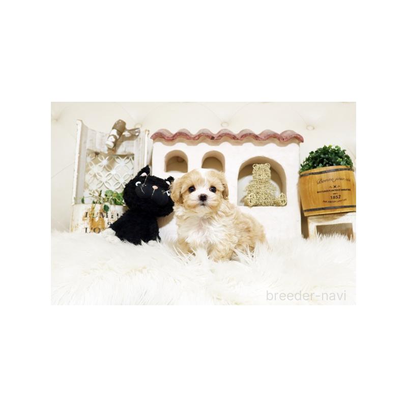 成約済の佐賀県のミックス犬-437111の3枚目