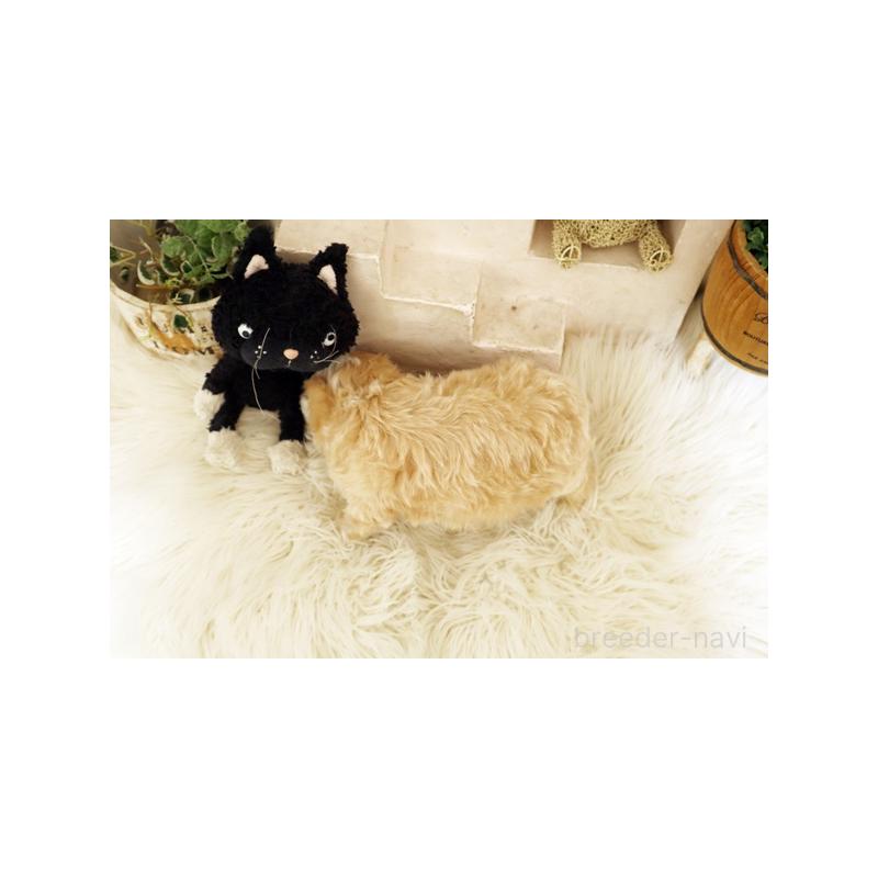 成約済の佐賀県のミックス犬-437111の2枚目