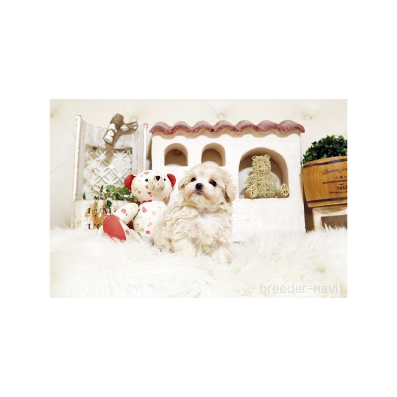 販売中の佐賀県のミックス犬-437112の3枚目