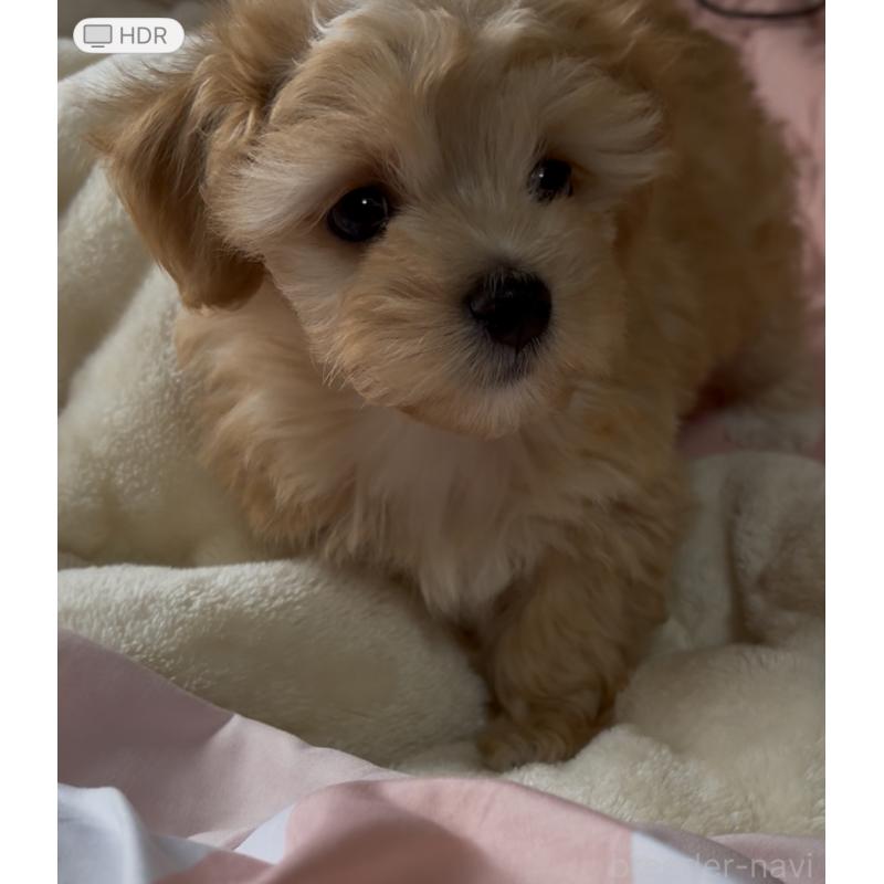 成約済の熊本県のミックス犬-425309の10枚目