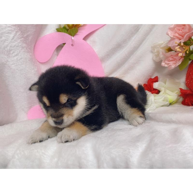 成約済の千葉県の柴犬-435479の3枚目