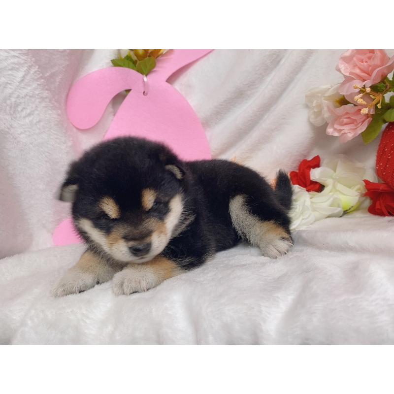 成約済の千葉県の柴犬-435479の2枚目