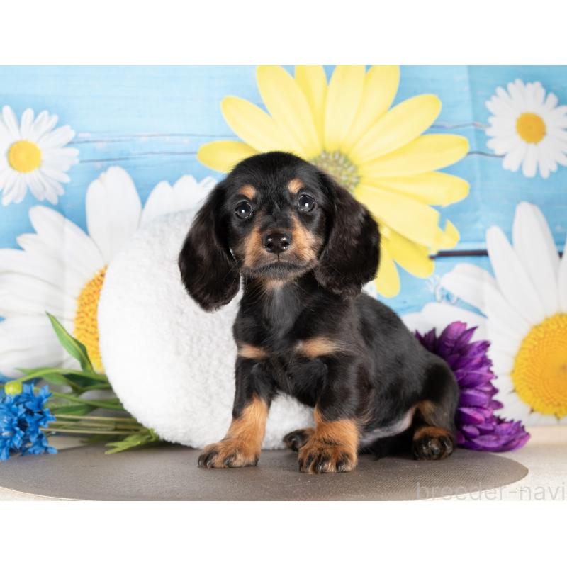 販売中の愛知県のミニチュアダックスフンド(ロングヘアード)-437117の5枚目