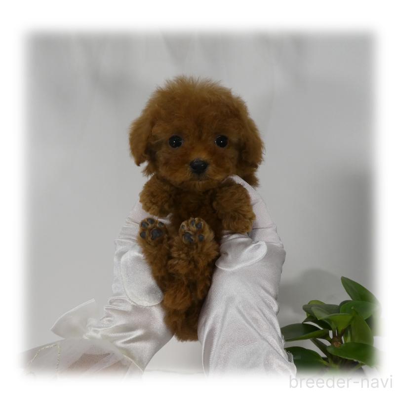 商談中の埼玉県のティーカッププードル-437001の13枚目