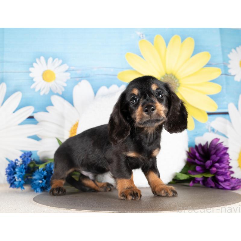 販売中の愛知県のミニチュアダックスフンド(ロングヘアード)-437117の4枚目