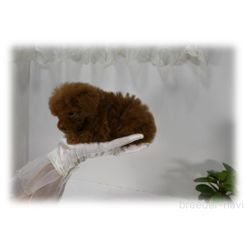 商談中の埼玉県のティーカッププードル-437001の10枚目