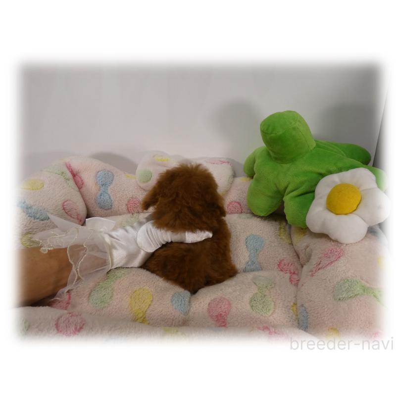 商談中の埼玉県のティーカッププードル-437001の9枚目