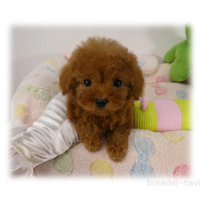 商談中の埼玉県のティーカッププードル-437001の7枚目