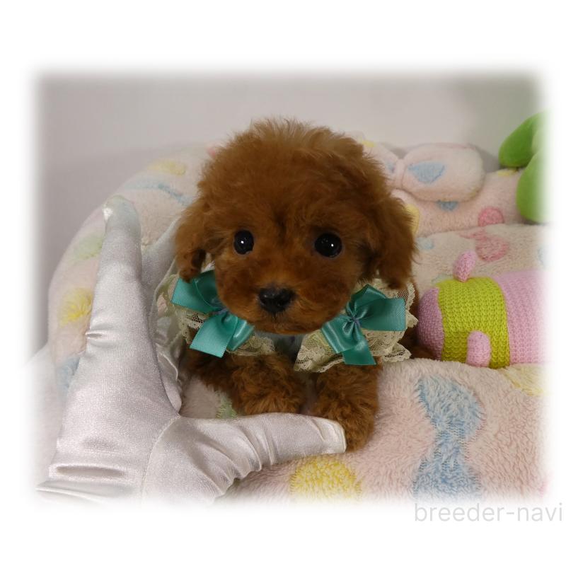 商談中の埼玉県のティーカッププードル-437001の6枚目