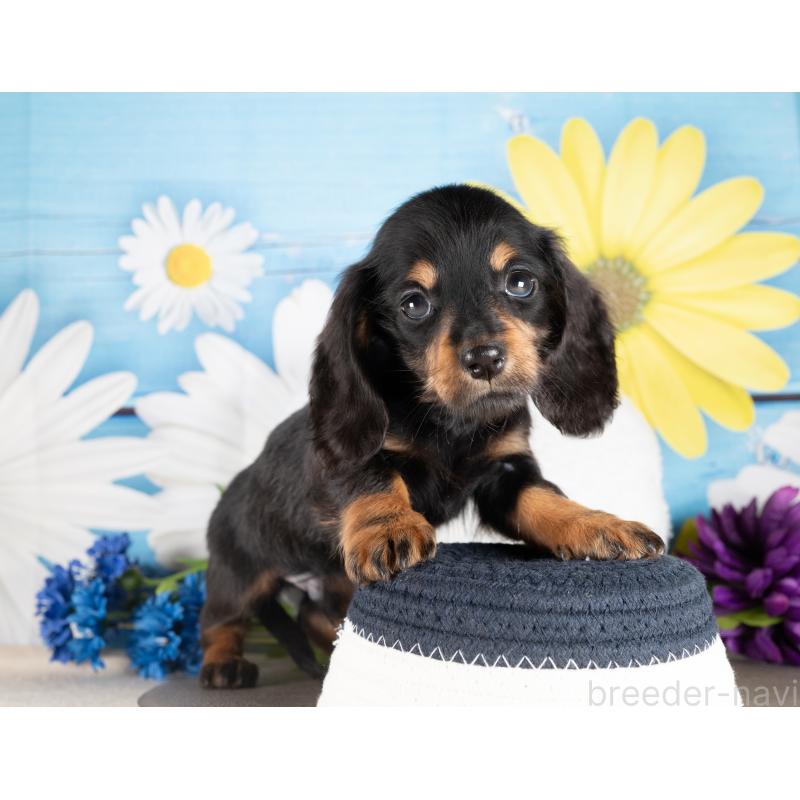 販売中の愛知県のミニチュアダックスフンド(ロングヘアード)-437117の2枚目