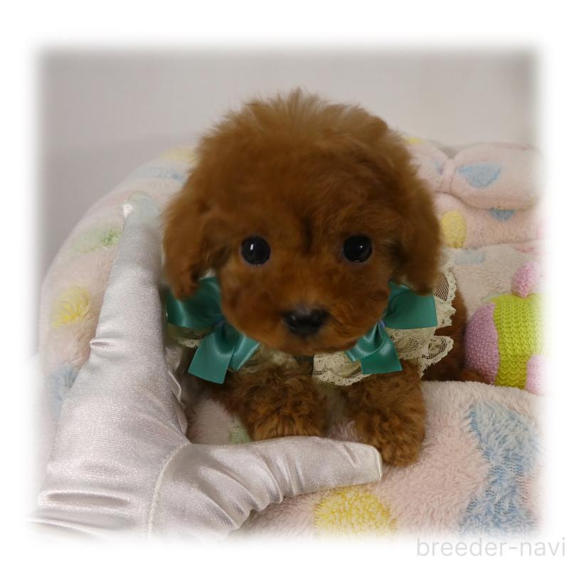 商談中の埼玉県のティーカッププードル-437001の5枚目