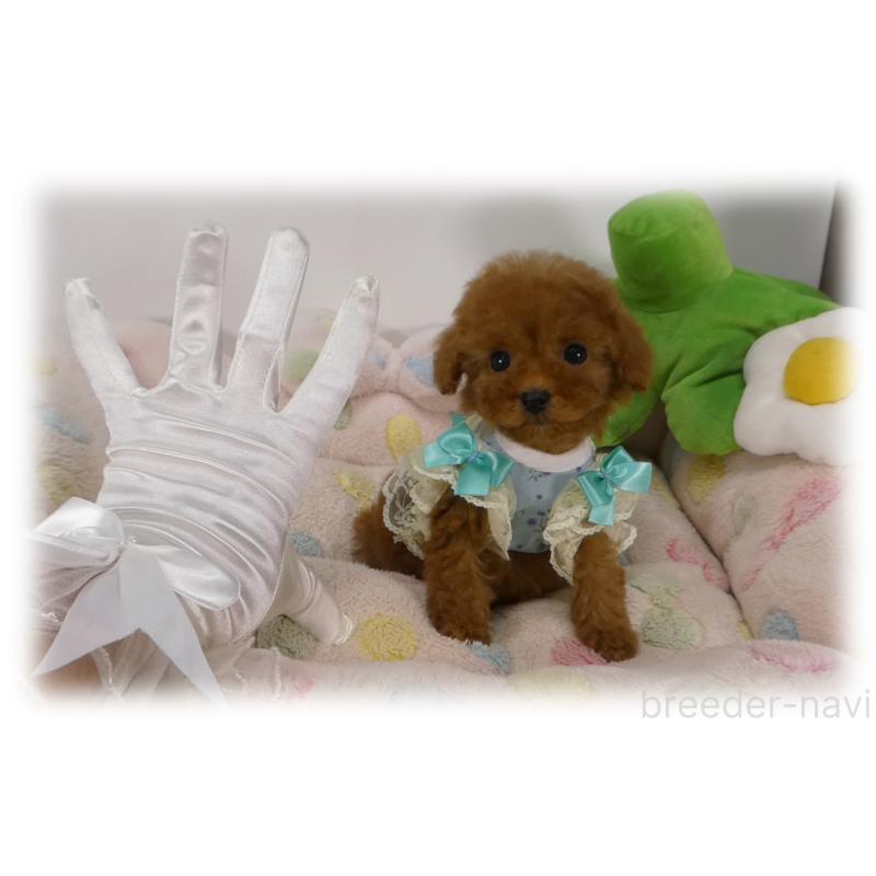 商談中の埼玉県のティーカッププードル-437001の4枚目