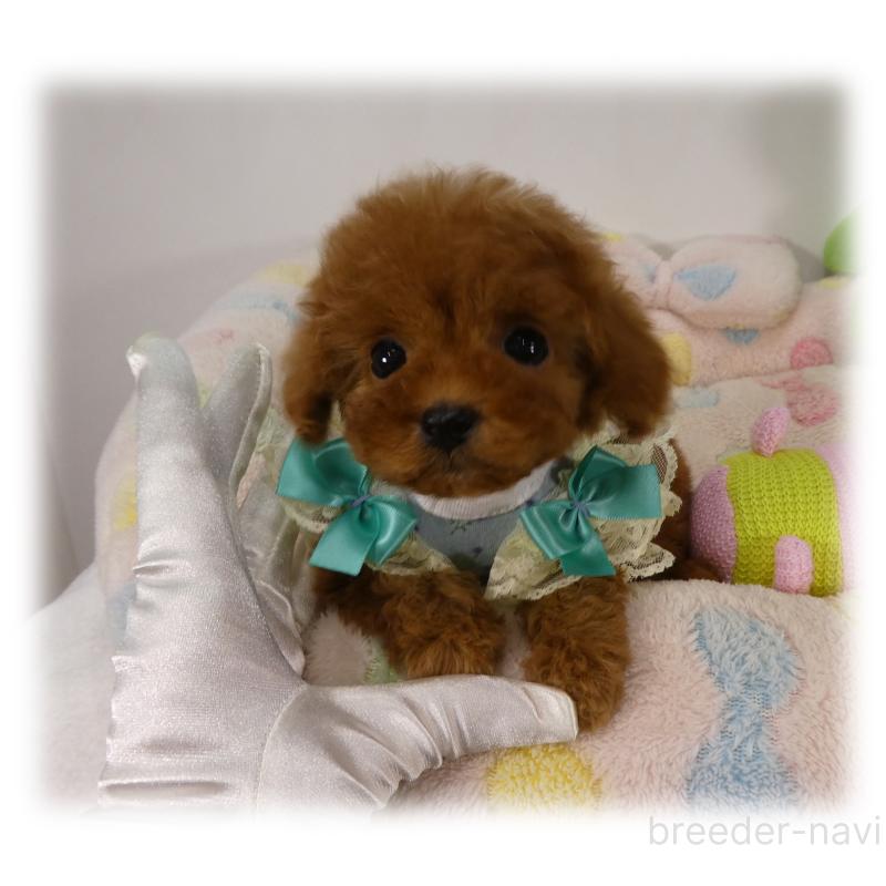 商談中の埼玉県のティーカッププードル-437001の3枚目