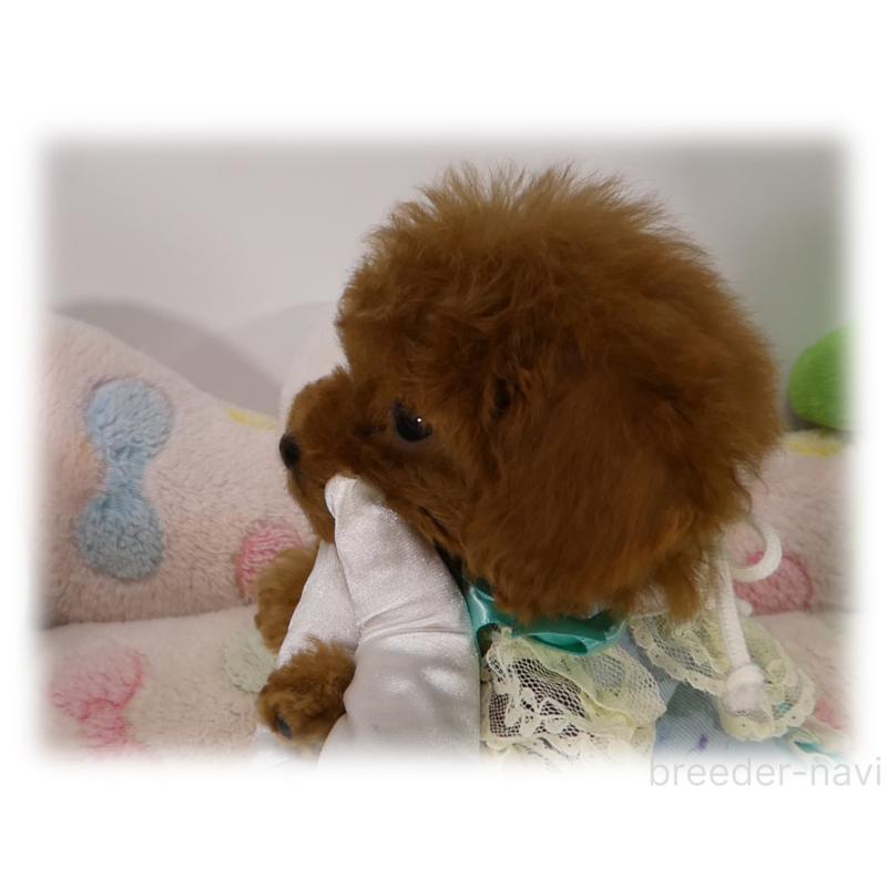 商談中の埼玉県のティーカッププードル-437001の2枚目