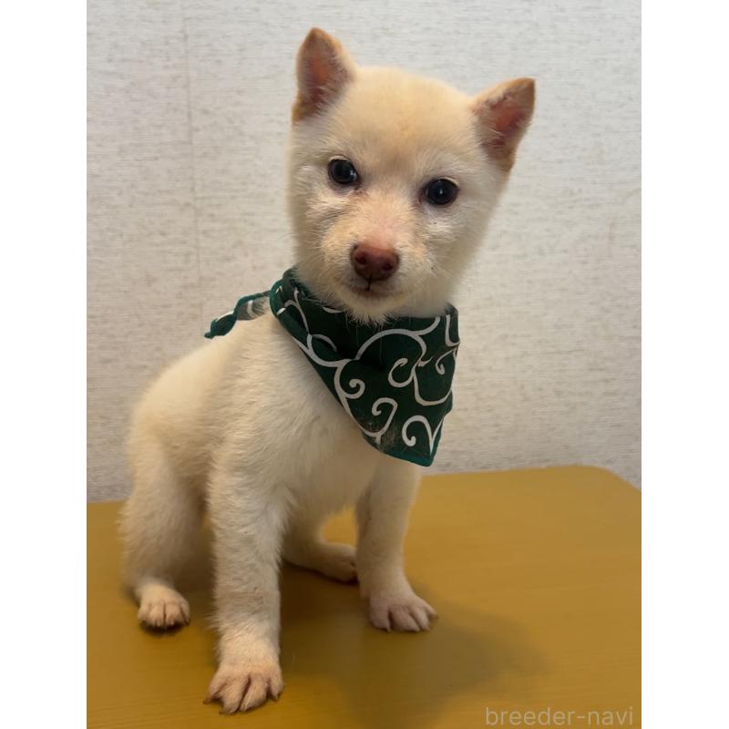 成約済の茨城県の豆柴-430808の4枚目