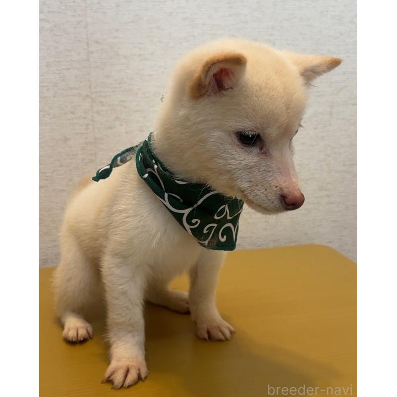 成約済の茨城県の豆柴-430808の3枚目