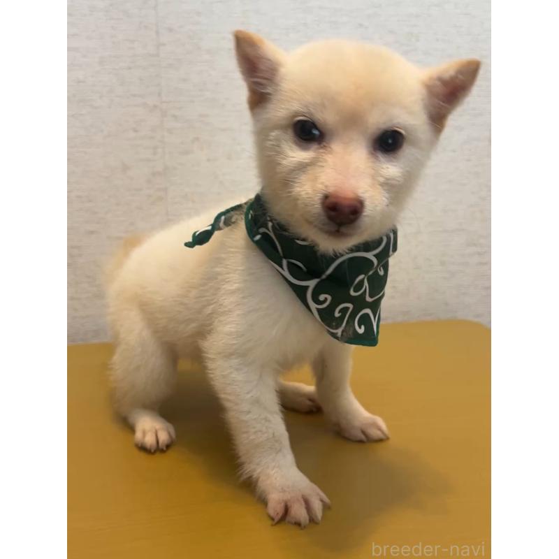 成約済の茨城県の豆柴-430808の2枚目