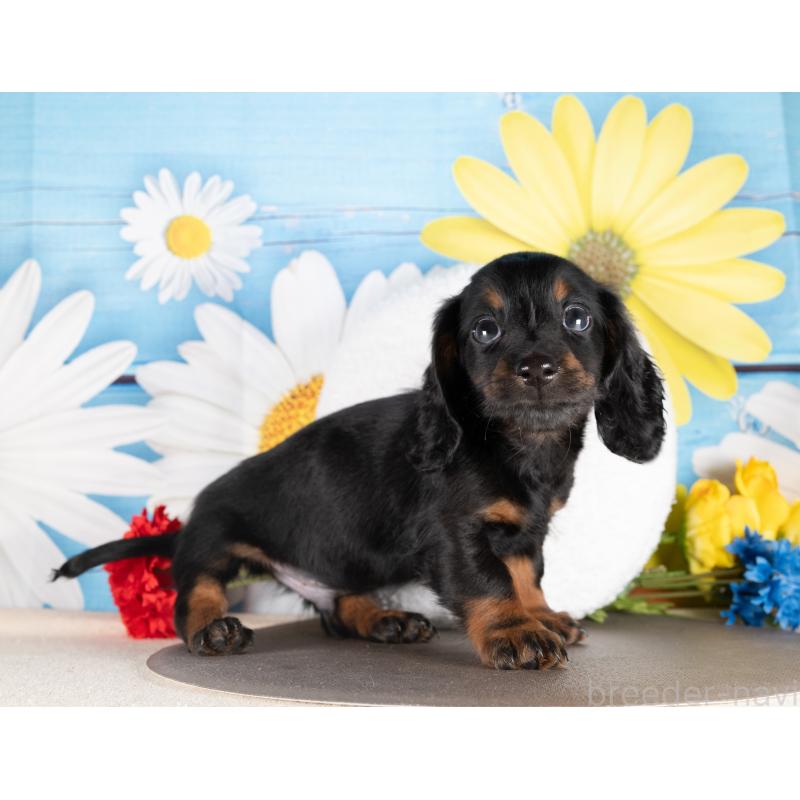 販売中の愛知県のミニチュアダックスフンド(ロングヘアード)-437125の5枚目