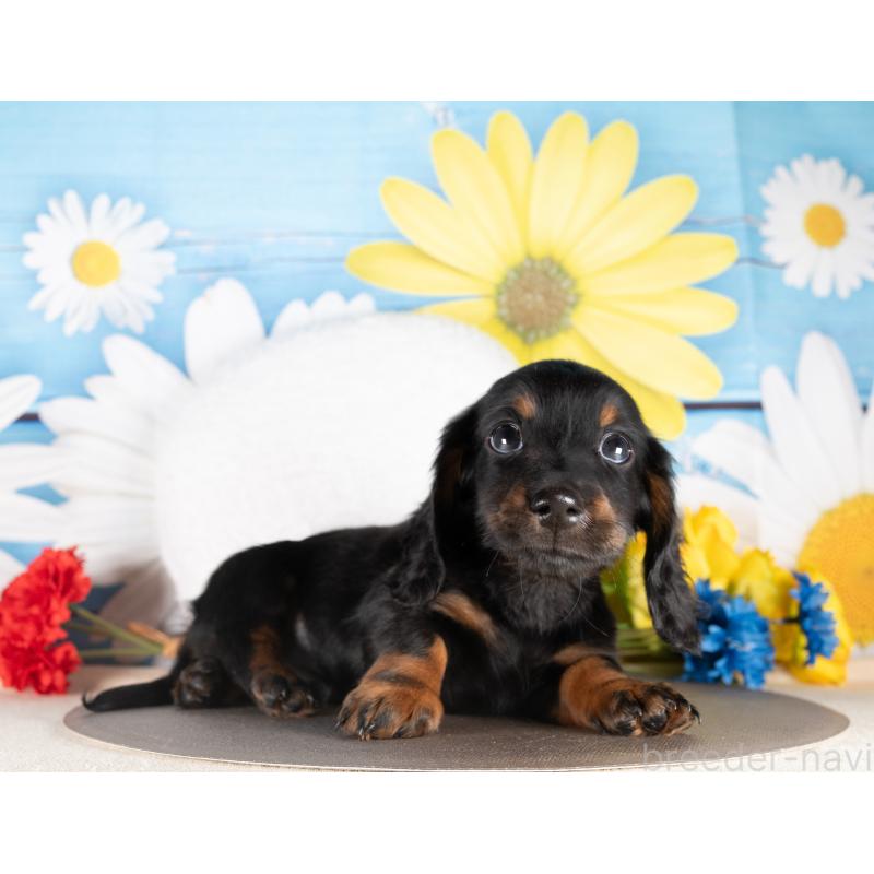 販売中の愛知県のミニチュアダックスフンド(ロングヘアード)-437125の4枚目