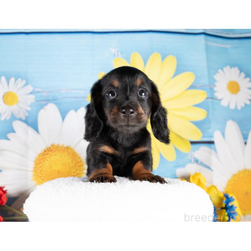 販売中の愛知県のミニチュアダックスフンド(ロングヘアード)-437125の3枚目