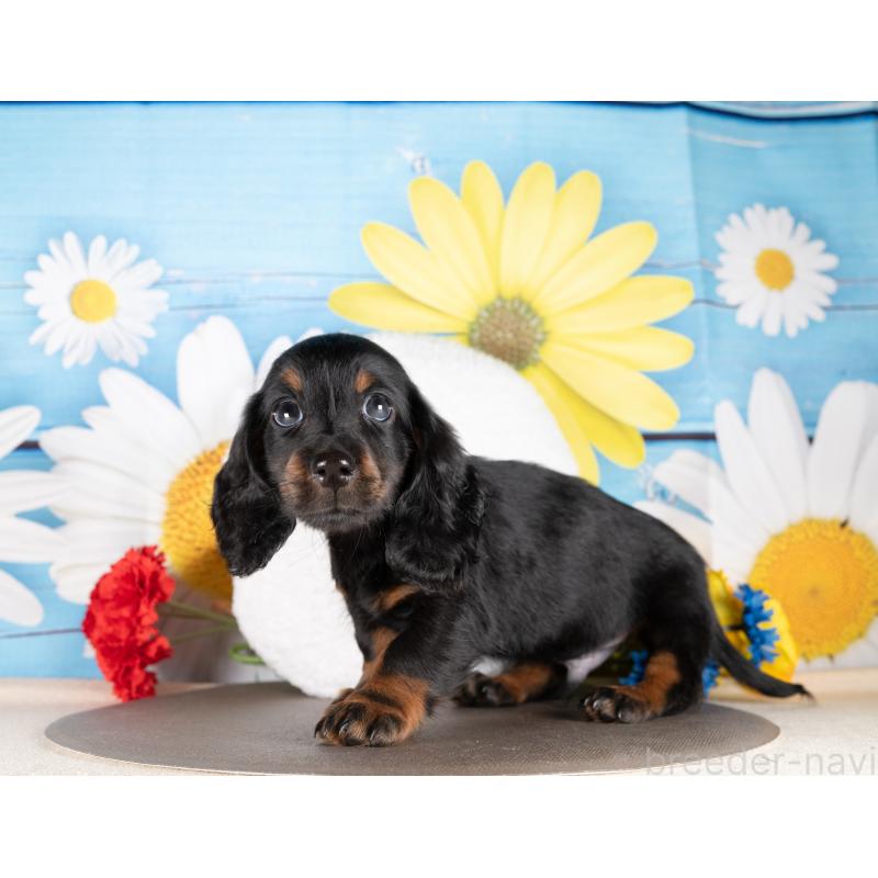 販売中の愛知県のミニチュアダックスフンド(ロングヘアード)-437125の2枚目