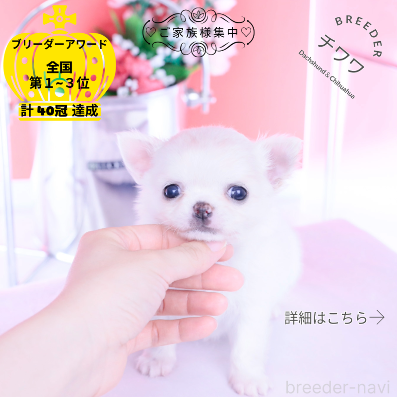 販売中の愛知県のチワワ(ロングコート)-437128