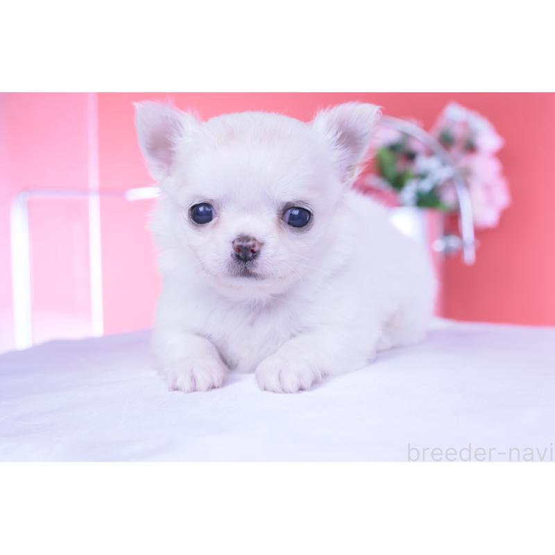 販売中の愛知県のチワワ(ロングコート)-437128の15枚目