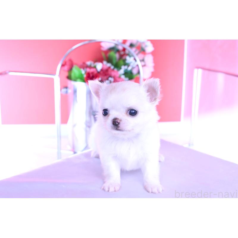 販売中の愛知県のチワワ(ロングコート)-437128の14枚目